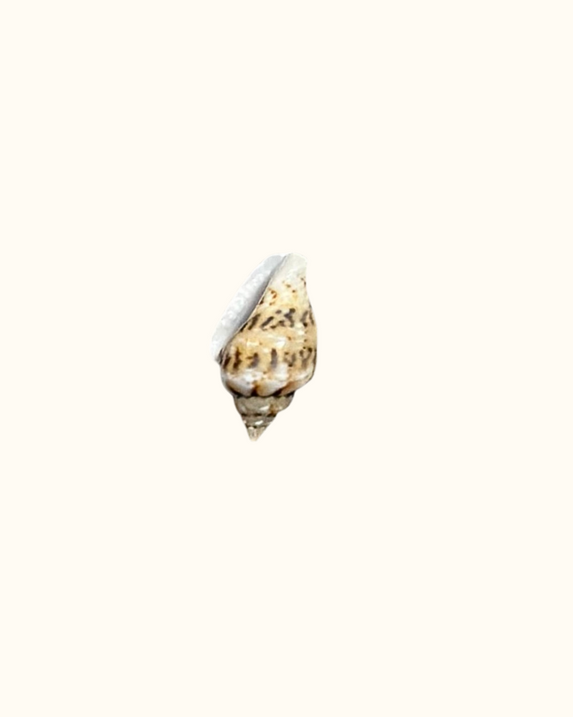 Spiral Hermit Shell Charm